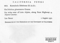 Ramularia sidalceae image